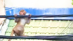 Video: Xuất hiện khỉ đuôi dài đu trên dây điện ở quận Bình Thạnh, TP.HCM