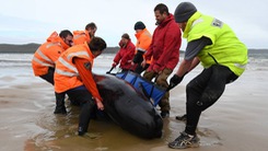 Video: Hàng chục con cá voi hoa tiêu mắc cạn sẽ được 'an tử'