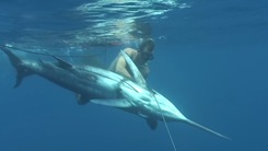 Video: Mạo hiểm lặn sâu 20m săn cá cờ xanh nặng kỷ lục thế giới