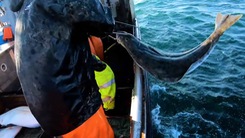 Video: Câu đàn cá Bơn 'khủng' ngoài khơi vùng biển Alaska