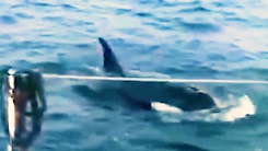 Video: 3 con cá voi sát thủ 'tấn công' tàu du lịch
