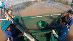 Video: Xem người dân dỡ chà bắt cá trên sông Vàm Nao ở miền Tây