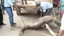 Video: Giải cứu con trăn không thể di chuyển vì nuốt trọn con mồi quá lớn