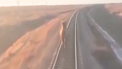 Video: Lạc đà đi lạc trên đường ray khiến đoàn xe về ga trễ 2 tiếng