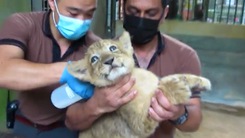 Video: Sư tử thụ tinh nhân tạo đầu tiên chào đời ở Singapore