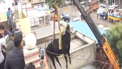 Video: Bò bị mắc kẹt vì tự leo cầu thang lên sân thượng