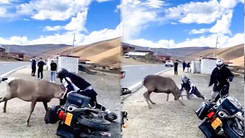 Video: Hươu hoang dã lao vào tấn công người lái xe môtô
