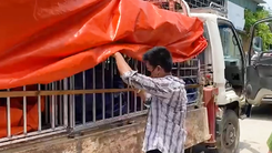 Video: Hai tỉnh đồng ý tiếp nhận 9 con hổ thu giữ từ nhà dân ở Nghệ An