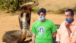 Video: Chuyên gia động vật hoang dã lãnh 2 án chung thân vì thả rắn độc cắn chết vợ