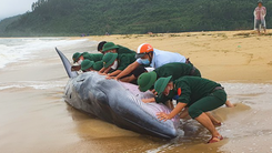 Video: Giải cứu cá voi 3 tấn mắc cạn ở Huế