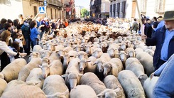 Video: Độc đáo ‘lễ hội dê cừu’ trên đường phố ở Tây Ban Nha