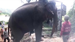 Video: Đưa voi Khăm Phanh về Trung tâm bảo tồn voi Đắk Lắk, hỗ trợ công chăm sóc cho chủ 1 tỉ đồng