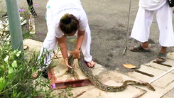 Video: Giải cứu con trăn mê mồi bị kẹt cứng trong nắp cống
