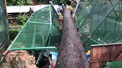 Video: Cây cổ thụ hơn 50m bật gốc, đè sập chuồng thú Thảo Cầm Viên Sài Gòn