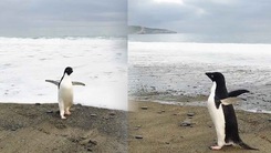 Video: Chim cánh cụt đi lạc 3.000 km từ Nam Cực tới New Zealand