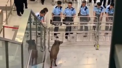 Video: Tranh cãi việc tiêu hủy lợn rừng tràn vào đô thị ở Hong Kong