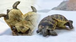 Video: Tìm thấy rùa lạ 2 đầu 6 chân ở suối nước nóng
