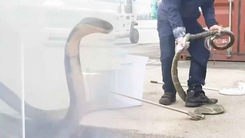 Video: Tá hỏa với hổ mang chúa 4m phát hiện lúc kiểm tra hàng nhập khẩu