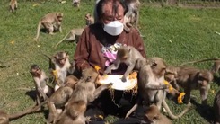 Video: Hàng ngàn con khỉ tranh giành đồ ăn trong lễ hội trái cây