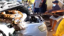 Video: Thợ sửa xe hoảng hốt khi thấy con trăn dài 4m dưới nắp capô