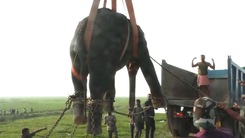 Video: Dùng cần cẩu di dời con voi hung dữ làm 3 người thương vong
