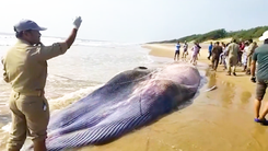 Video: Cá voi 'khủng' dài hơn 12m dạt vào bờ biển Ấn Độ