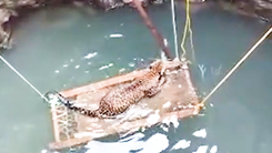 Video: Nghĩ đủ cách cứu con báo hoa mai ngụp lặn dưới giếng sâu