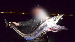 Video: Cá mũi mác ăn thịt người dài gần 2m dạt vào bờ biển California, Mỹ
