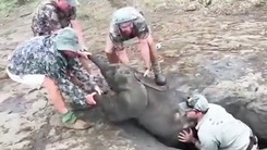 Video: Cứu voi con rơi xuống hốc đá
