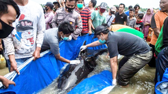 Video: Hàng chục con cá voi chết do mắc cạn tại Indonesia