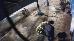 Video: Trộm cây kiểng ‘xưa rồi’, giờ tới nạn vứt hoa trộm chậu