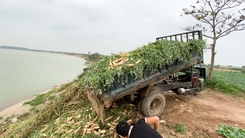 Video: Đứt ruột cảnh nông dân chở rau củ đi đổ vì bán không ai mua