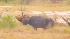 Video: Bị kẻ săn mồi phục kích, trâu rừng 'phản đòn' húc thủng bụng sư tử