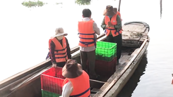 Video: Lo cá phóng sinh bị xuyệt điện, người dân ra giữa sông thả cá