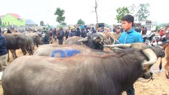 Video: Nhộn nhịp chợ trâu bò lớn nhất ở Nghệ An