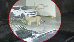 Video: Hoảng hốt phát hiện sư tử đi dạo trong khách sạn