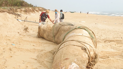 Video: Xác cá voi nặng 4 tấn trôi dạt vào bờ biển Quảng Nam