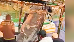 Video: Ngư dân Quảng Trị bắt được cá cờ 'khủng' 550kg