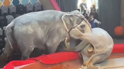 Video: Đang làm xiếc, 2 con voi xông vào húc nhau, khán giả bỏ chạy tán loạn