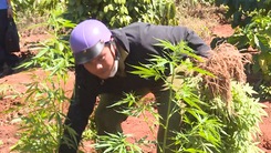 Video: 2 anh em ruột trồng hơn 1.500 cây cần sa 'làm thuốc sử dụng'
