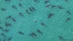 Video: Kỳ thú đàn cá mập hàng trăm con bơi nhảy gần bờ biển Florida