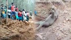Video: Giải cứu con voi khỏi giếng sâu ở Ấn Độ