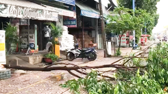 Video: Vừa mở cửa, chủ quán cà phê ở quận 12 bị cành cây lớn rớt trúng người