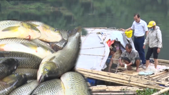 Video: Hơn 51 tấn cá chết trên sông Mã