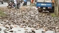 Video: Lật xe tải, hàng ngàn con cá rơi xuống đường ở Đồng Nai