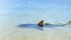 Video: Nhiều người tìm cách cứu cá mập dạt vào bãi biển Sydney