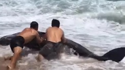 Video: Cá voi dạt vào bờ, người dân cố gắng đưa trở về biển nhưng bất thành