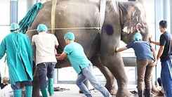 Video: Bác sĩ thú y thọc tay vào bụng voi, lấy ra viên sỏi mật nặng đến 1,7kg