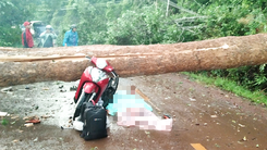 Video: Lốc xoáy quật đổ cây cổ thụ, một phụ nữ đi xe máy tử vong