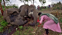 Video: 18 con voi bị sét đánh chết ở Ấn Độ
